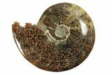 Polished Ammonite (Cleoniceras) Fossil - Madagascar #264769-1